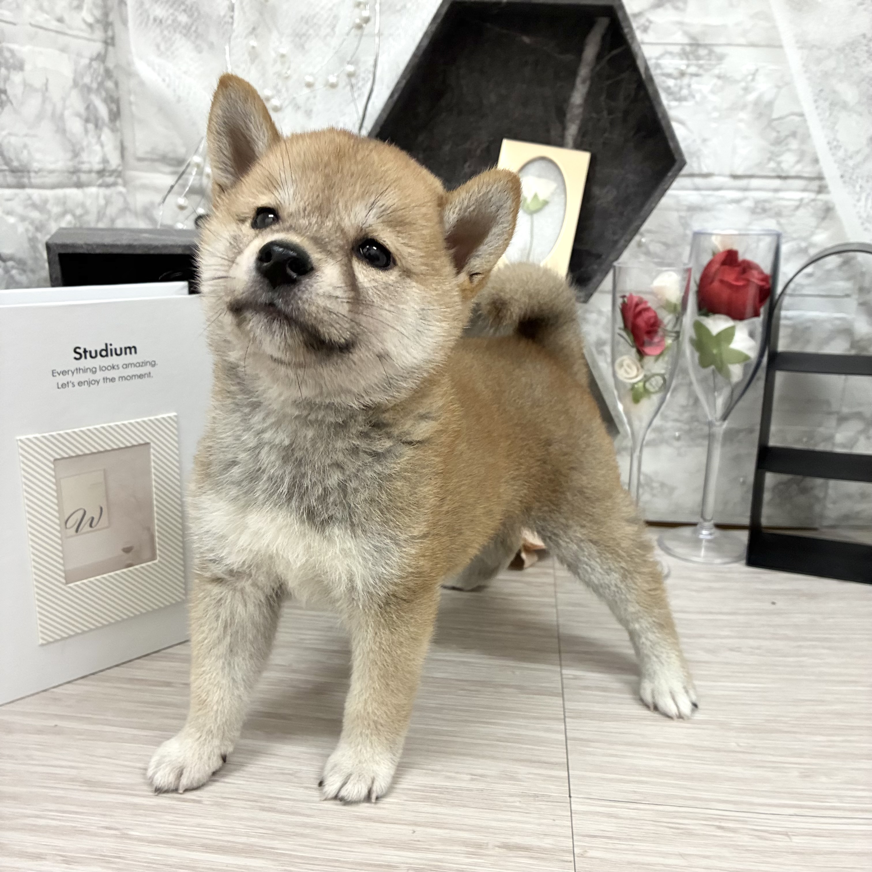 生体画像６
