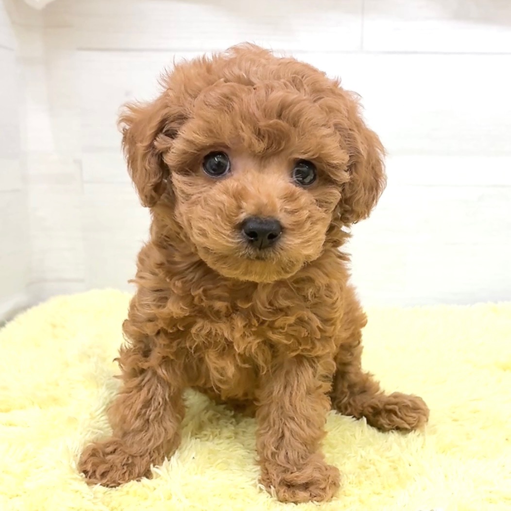 愛知県のトイプードル(トイ) (犬の家＆猫の里碧南店/2026年5月25日生まれ/男の子/レッドフォーン)の子犬の1枚目の画像