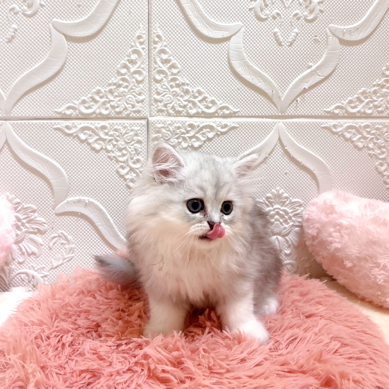 子猫の詳細情報 (愛知県/2026年5月21日生まれ/男の子/チンチラシルバー