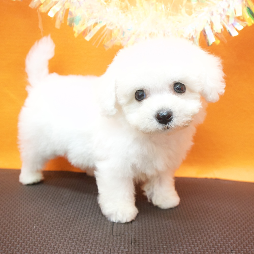 大阪府のビションフリーゼ (犬の家＆猫の里吹田店/2026年5月30日生まれ/男の子/ホワイト)の子犬の1枚目の画像