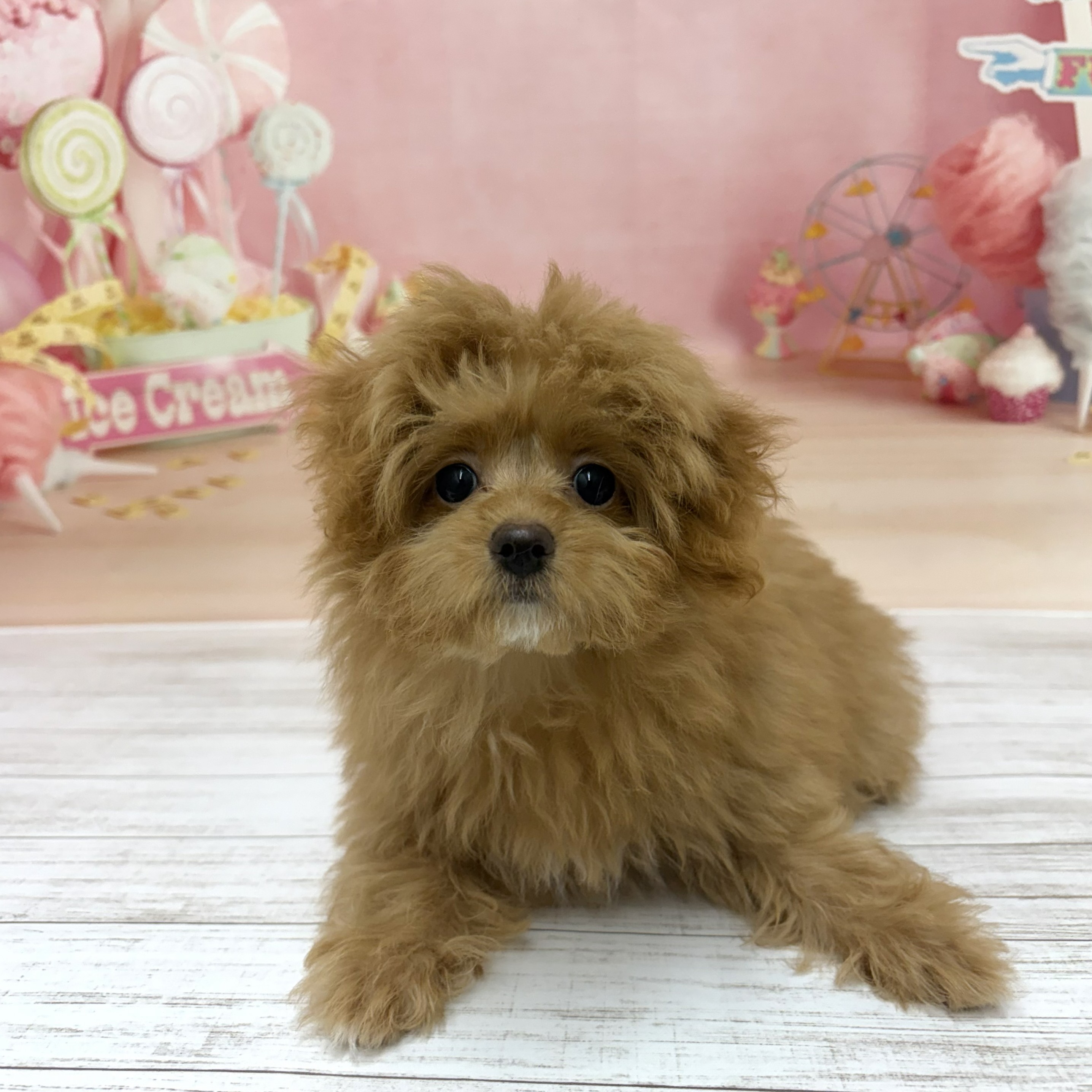 兵庫県のポメプー(ポメラニアン×プードル) (犬の家＆猫の里尼崎店/2026年5月30日生まれ/女の子/レッド)の子犬の1枚目の画像