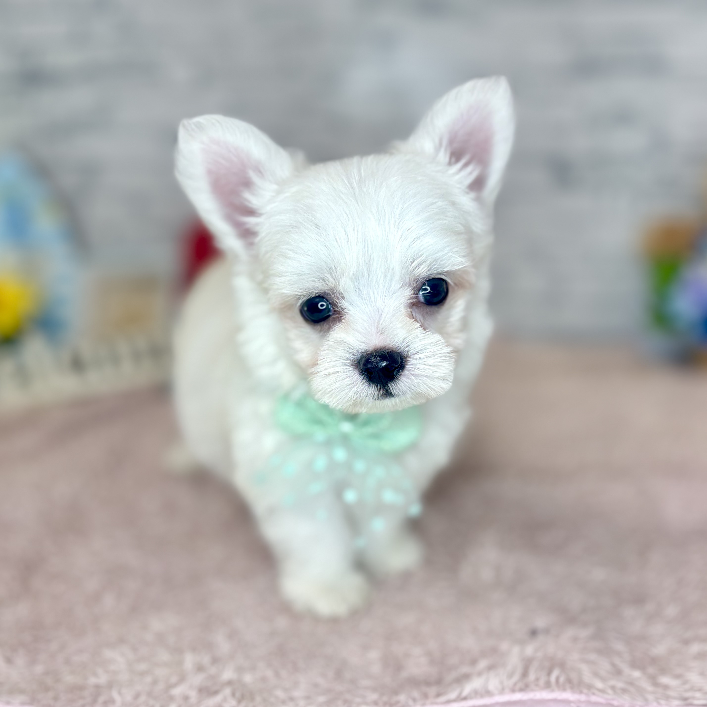 ハーフ犬男の子の写真