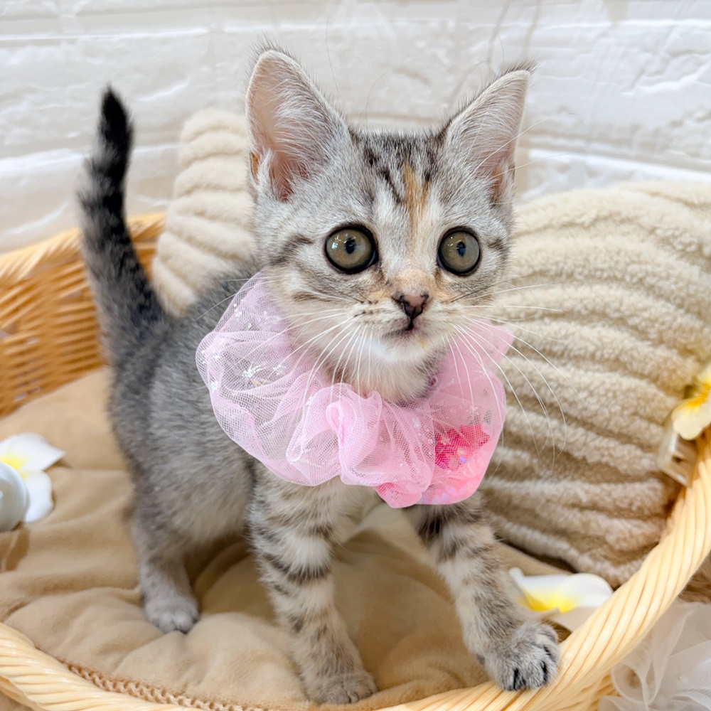 静岡県のマンチカン (犬の家＆猫の里富士店/2026年5月28日生まれ/女の子/シルバーパッチドタビー)の子猫の1枚目の画像