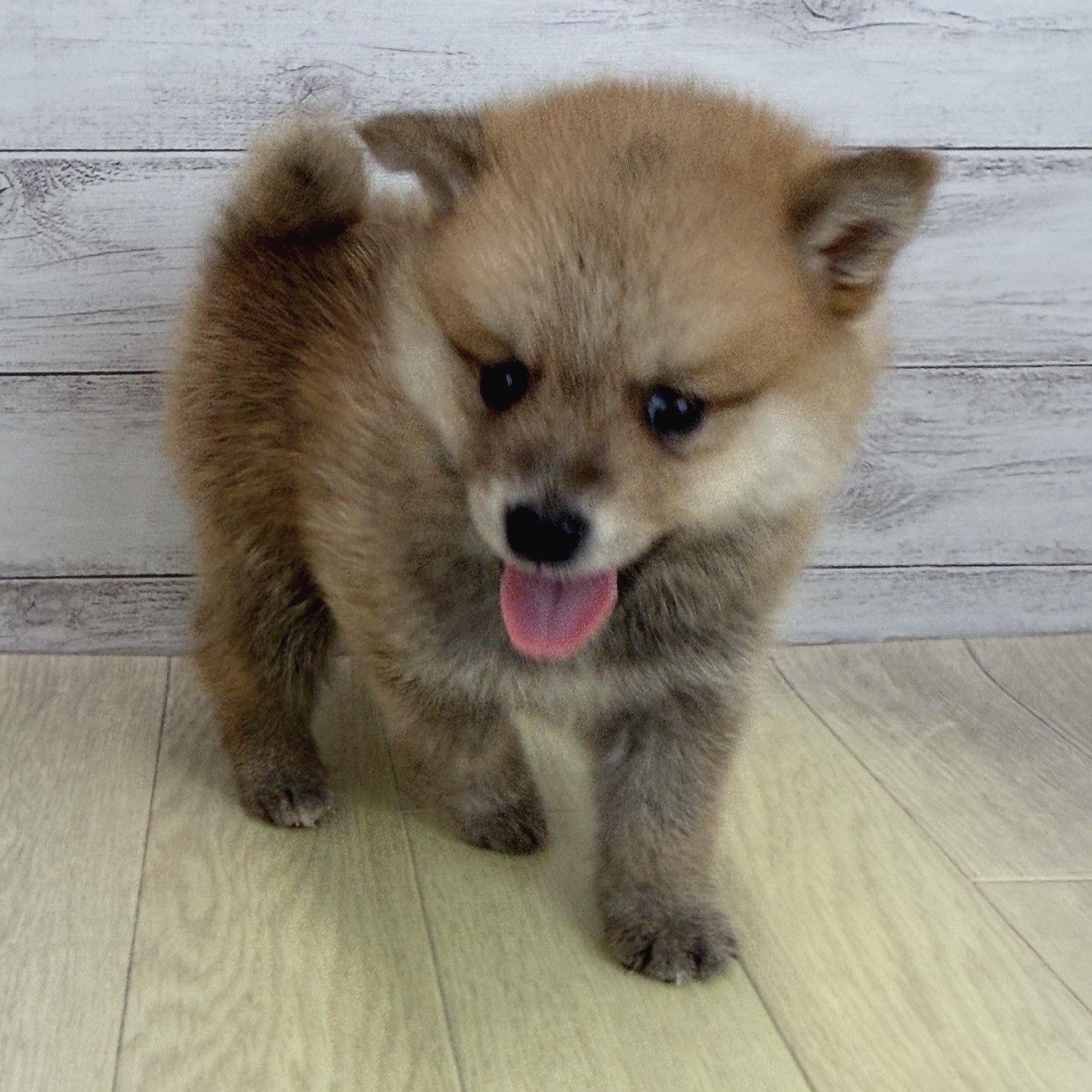 愛知県のポメ柴/豆ポメ/ポメ豆柴(ポメラニアン×柴犬) (犬の家＆猫の里春日井本店/2026年6月7日生まれ/男の子/赤)の子犬の1枚目の画像