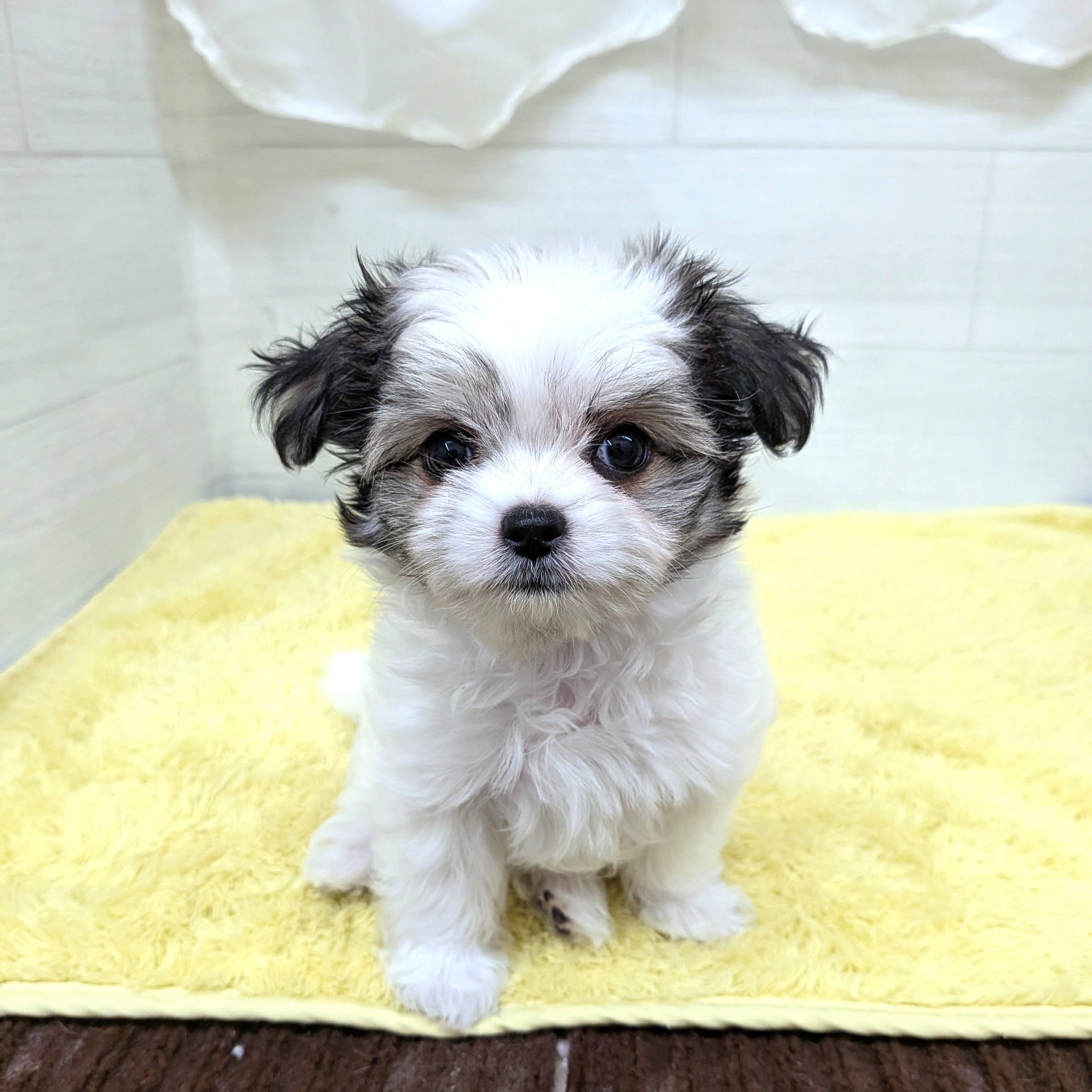 愛知県のチワマル/マルチワ(チワワ×マルチーズ) (犬の家＆猫の里碧南店/2026年6月3日生まれ/女の子/ホワイトブラック)の子犬の1枚目の画像