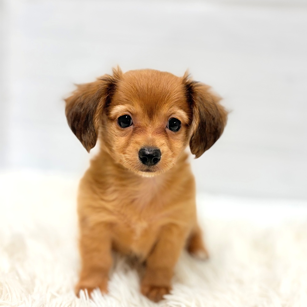 ハーフ犬男の子の写真