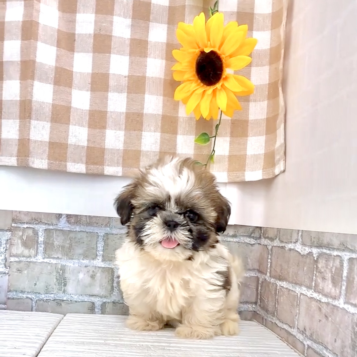 愛知県のシーズー (犬の家＆猫の里碧南店/2026年6月7日生まれ/女の子/ゴールドホワイト)の子犬の1枚目の画像