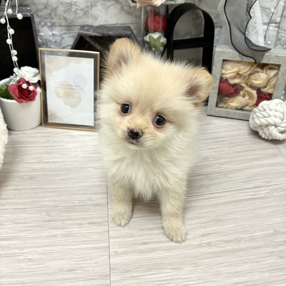千葉県のポメラニアン (犬の家＆猫の里ワンズモール稲毛店/2026年6月8日生まれ/男の子/クリーム)の子犬の1枚目の画像