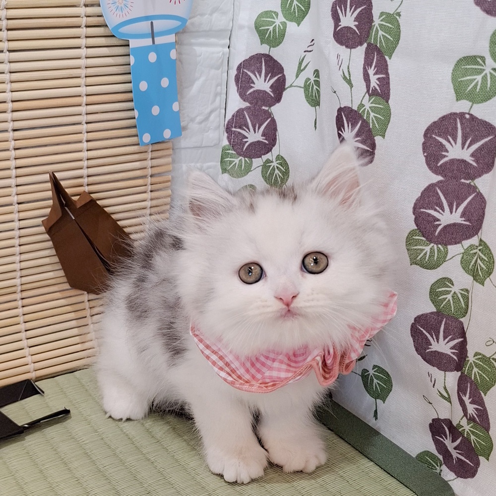 生体画像6