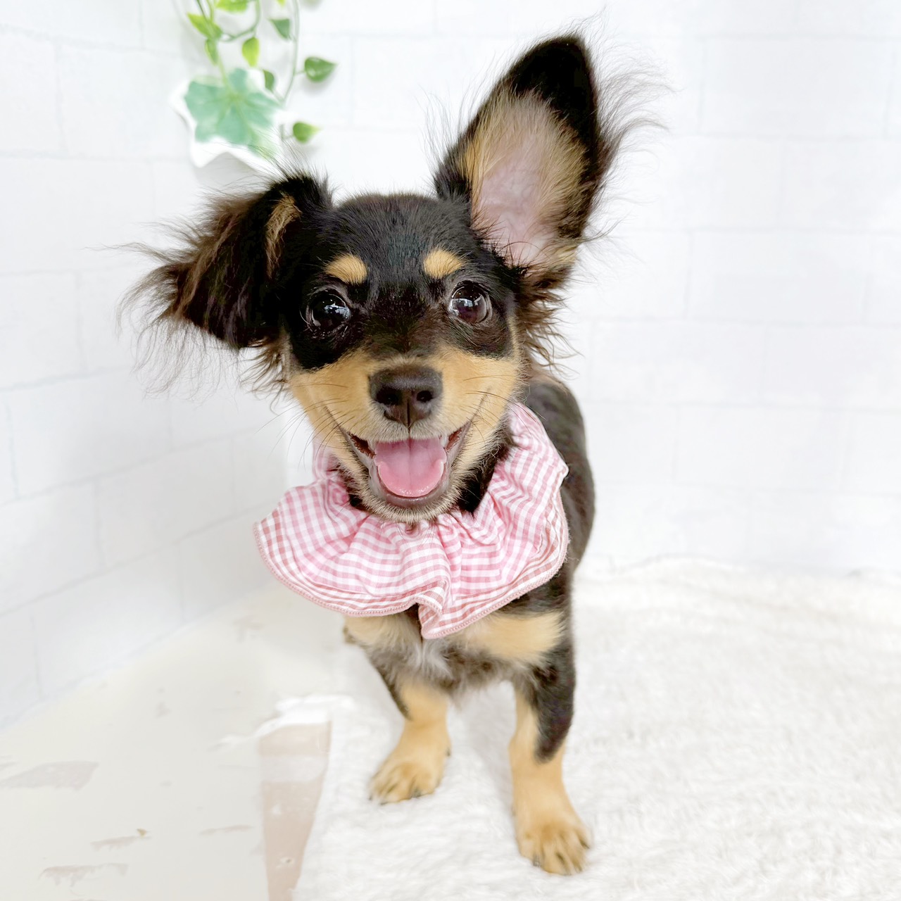 ハーフ犬女の子の写真