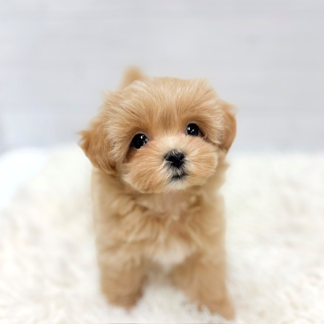 ハーフ犬女の子の写真