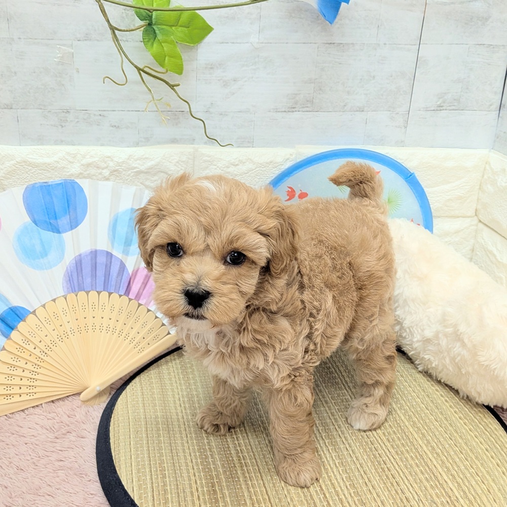 静岡県のマルプー(マルチーズ×プードル) (犬の家＆猫の里プレ葉ウォーク浜北店/2026年6月7日生まれ/女の子/アプリコット)の子犬の1枚目の画像