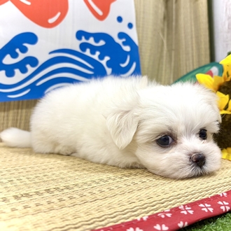 生体画像６