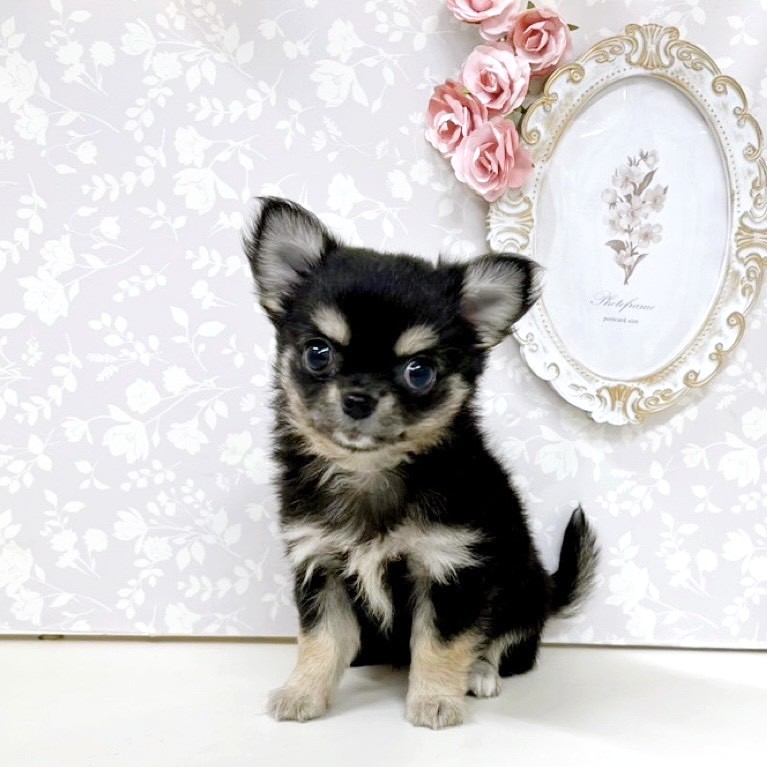 富山県のチワワ(ロング) (犬の家＆猫の里アミーゴ高岡蓮花寺店/2026年6月8日生まれ/女の子/ブラックタン)の子犬の1枚目の画像