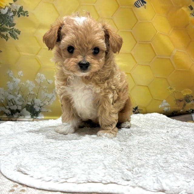福岡県のチワプー/プーチー(チワワ×プードル) (犬の家＆猫の里トリアス久山店/2026年6月9日生まれ/男の子/アプリコット)の子犬の1枚目の画像