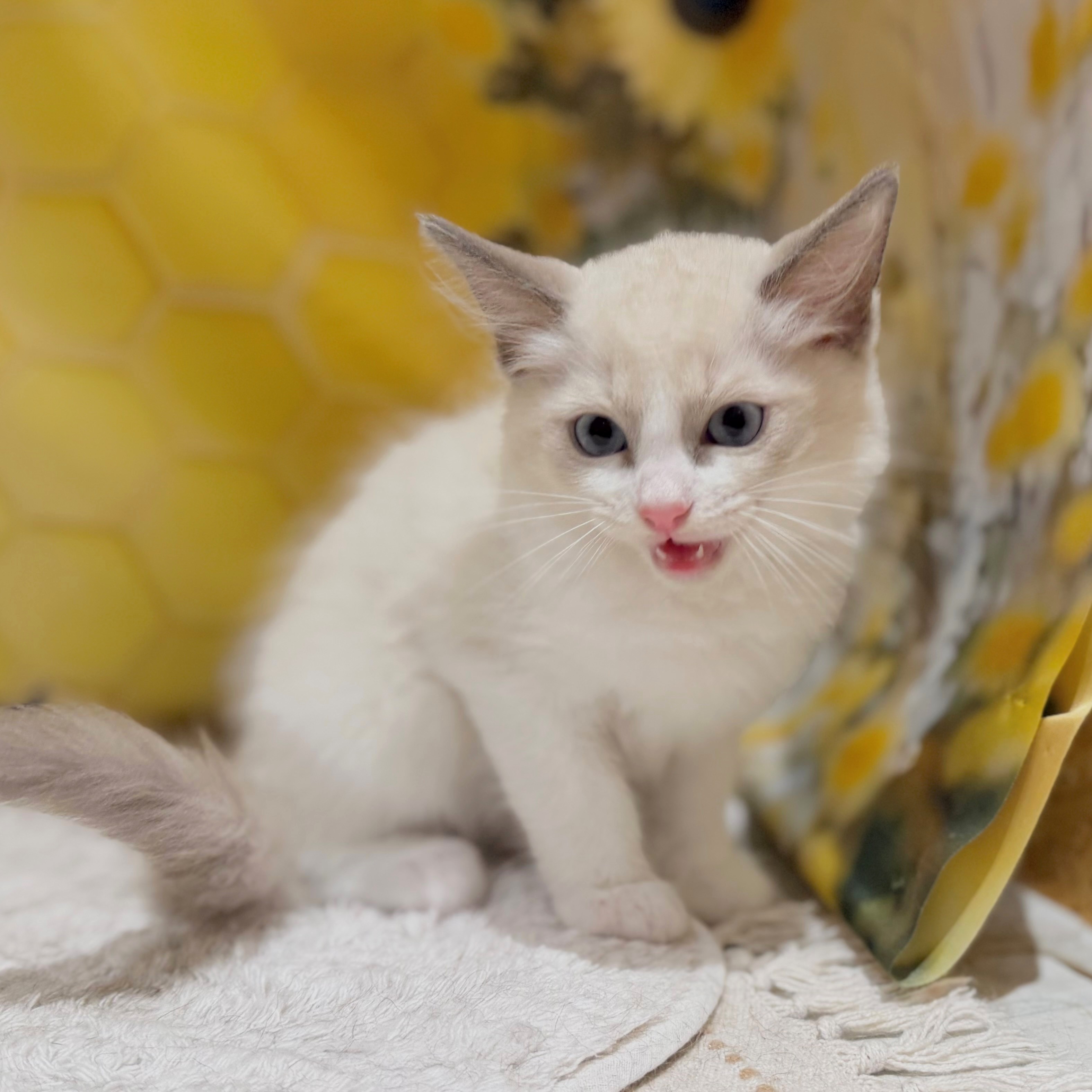 福岡県のラグドール (犬の家＆猫の里トリアス久山店/2026年6月7日生まれ/男の子/ブルーポイントバイカラー)の子猫の1枚目の画像