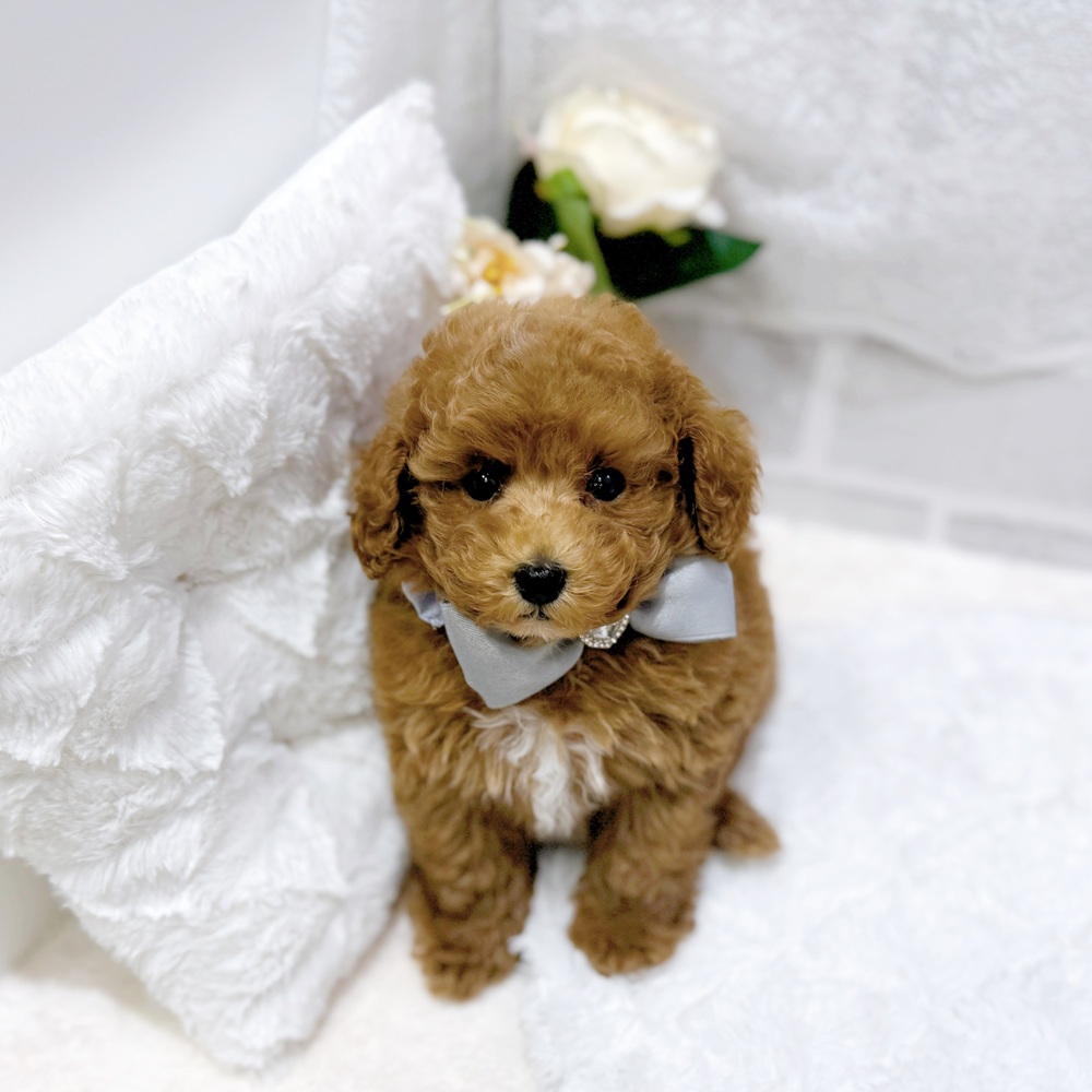 滋賀県のトイプードル(トイ) (犬の家＆猫の里長浜店/2026年6月1日生まれ/男の子/レッドフォーン)の子犬の1枚目の画像
