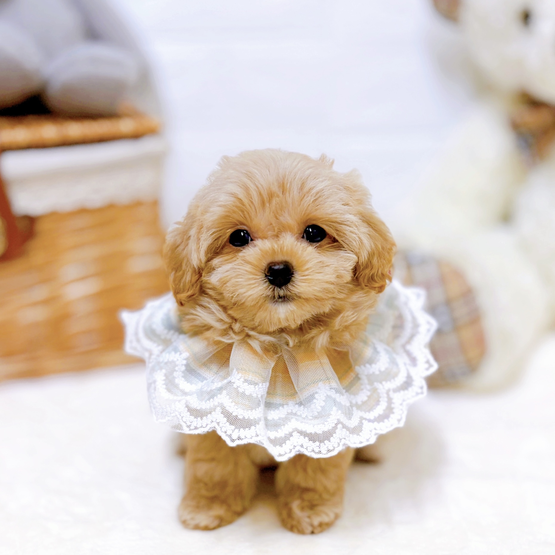 ハーフ犬女の子の写真