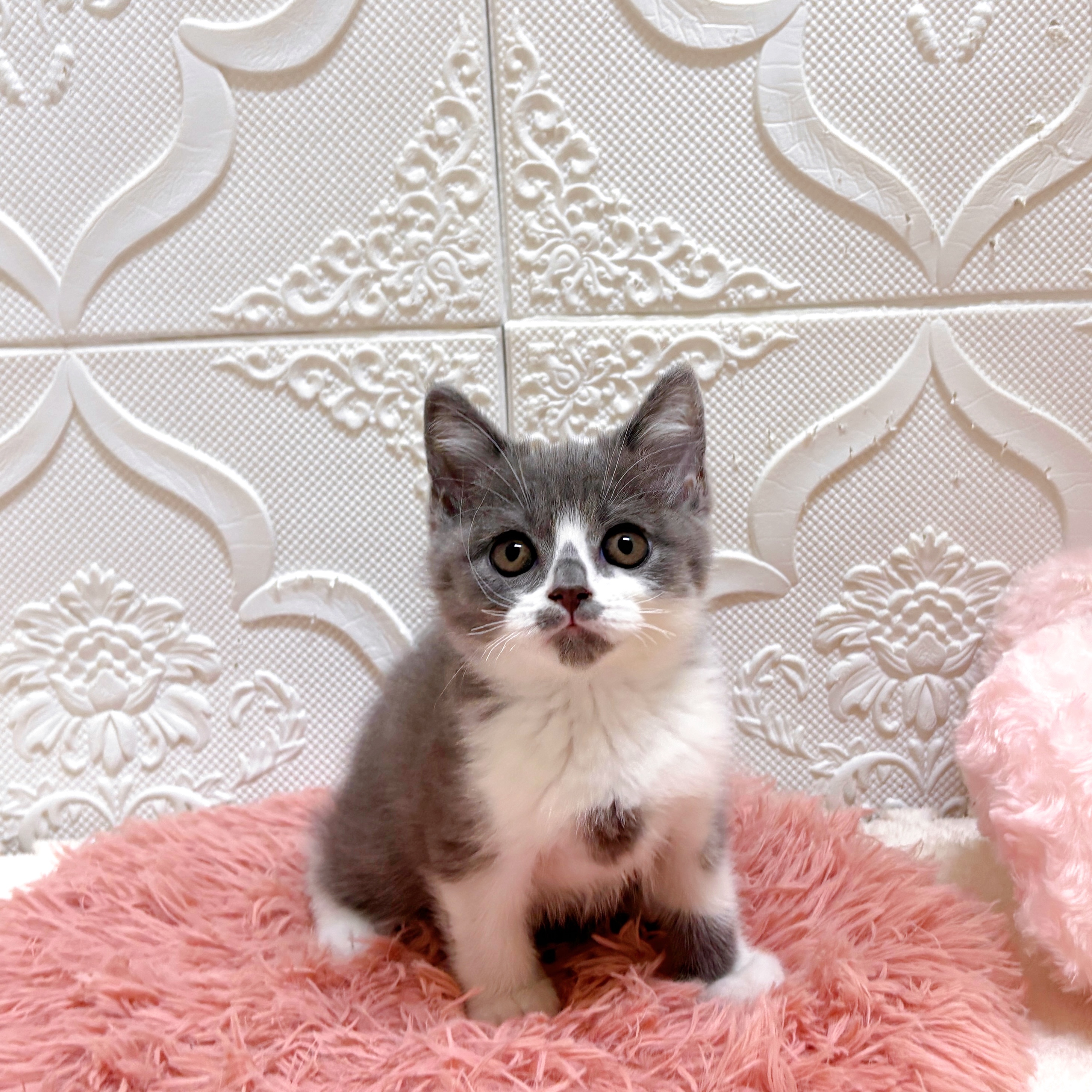 愛知県のブリティッシュショートヘアー (犬の家＆猫の里岡崎店/2026年6月10日生まれ/男の子/ブルーホワイト)の子猫の1枚目の画像
