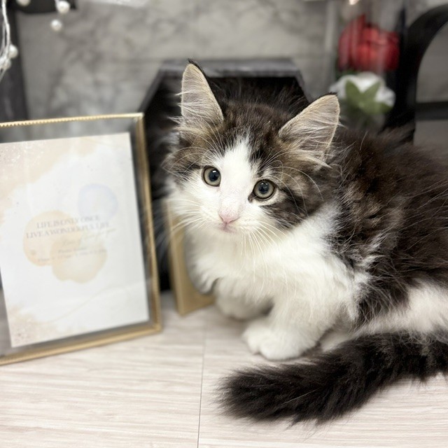 千葉県のノルウェージャンフォレストキャット (犬の家＆猫の里ワンズモール稲毛店/2026年6月13日生まれ/男の子/ブラウンタビーホワイト)の子猫の1枚目の画像