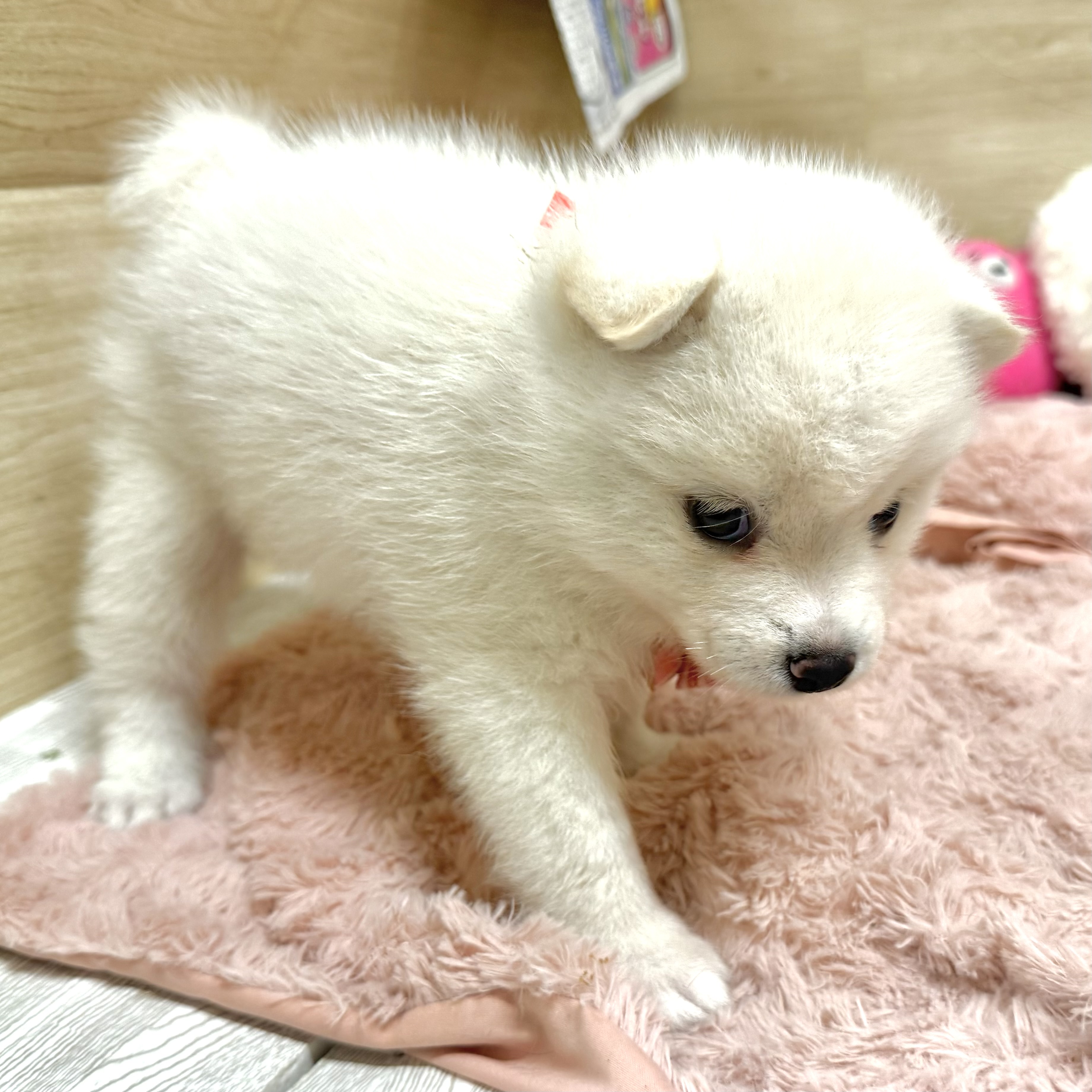 生体画像6