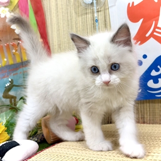 生体画像６