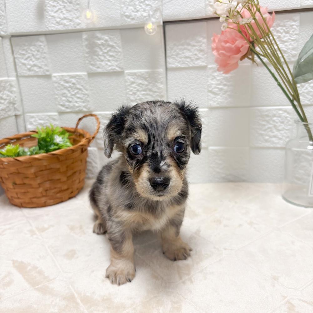 東京都のチワックス(チワワ×ダックス) (犬の家＆猫の里ペットフォレスト小平店/2026年6月16日生まれ/女の子/シルバーダップル)の子犬の1枚目の画像