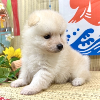 生体画像６