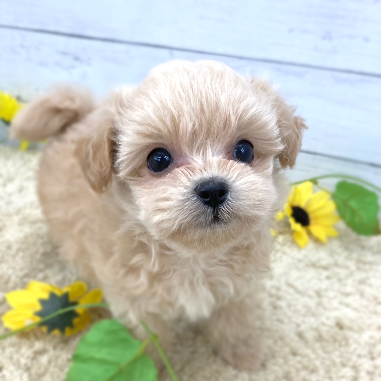 ハーフ犬男の子の写真