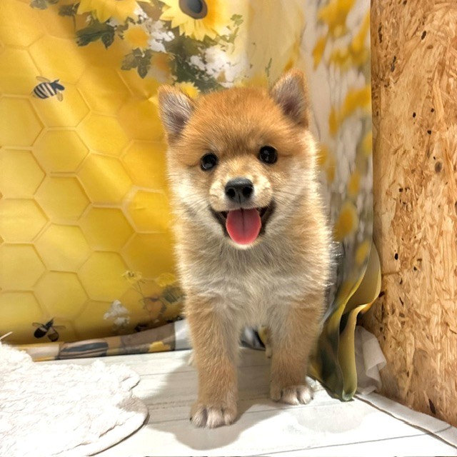ハーフ犬男の子の写真