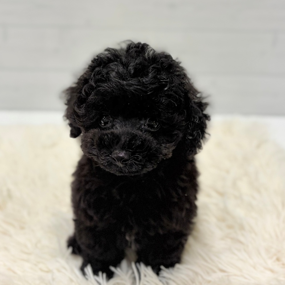 愛知県のトイプードル(タイニー) (犬の家＆猫の里豊田店/2026年6月17日生まれ/男の子/ブラック)の子犬の1枚目の画像