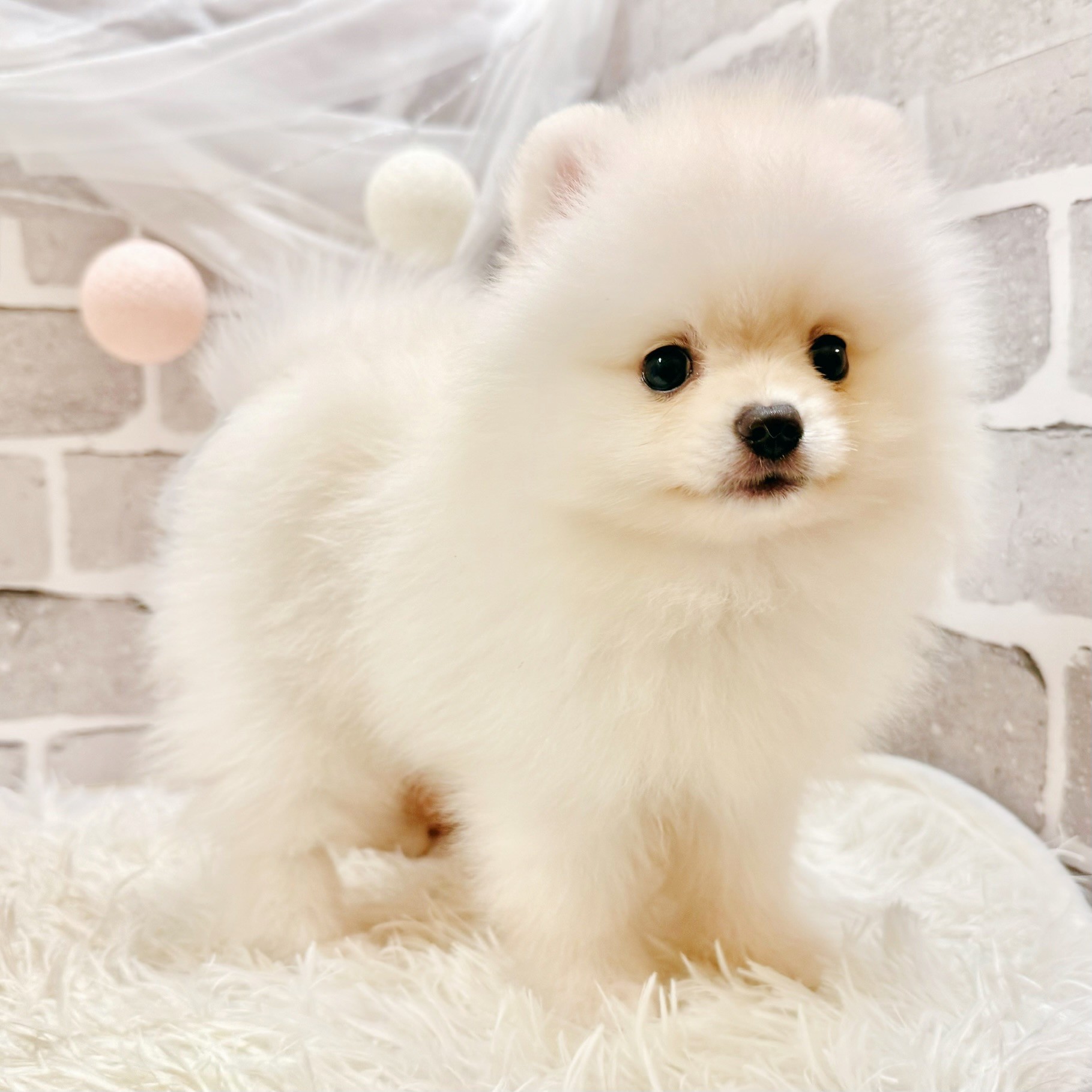 生体画像６