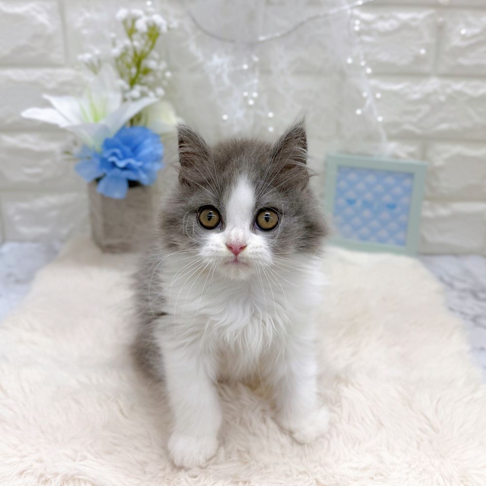 福井県のブリティッシュロングヘアー (犬の家＆猫の里アミーゴ福井大和田店/2026年6月9日生まれ/男の子/ブルーホワイト)の子猫の1枚目の画像