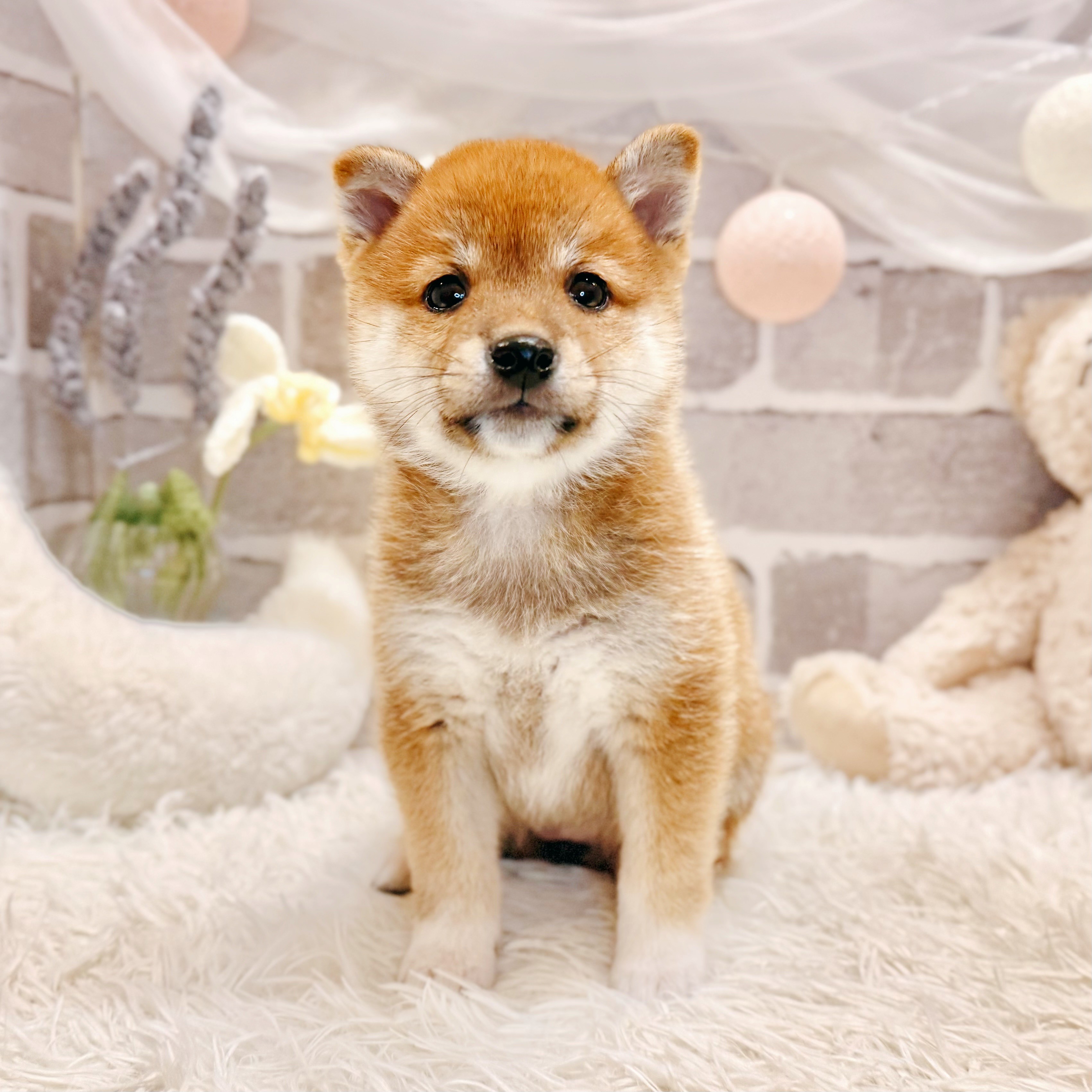 兵庫県の豆柴 (犬の家＆猫の里神戸店/2026年6月17日生まれ/女の子/赤)の子犬の1枚目の画像