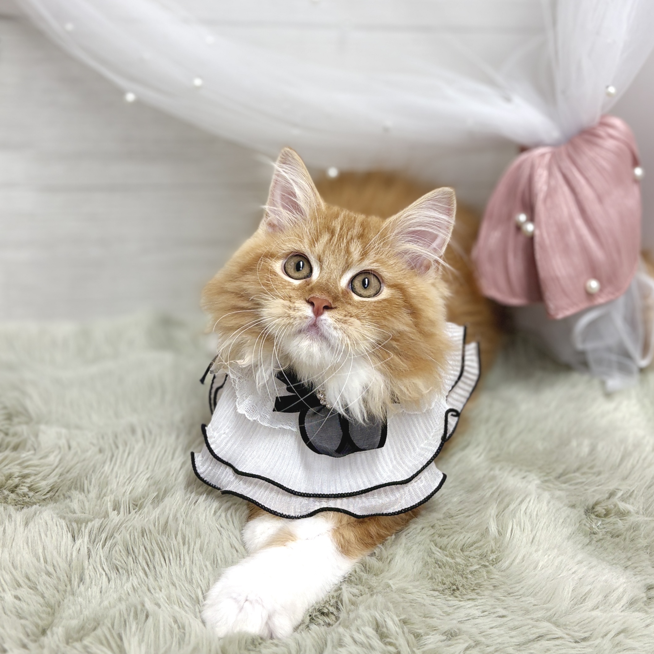 神奈川県のサイベリアン (犬の家＆猫の里相模原店/2026年6月13日生まれ/男の子/レッドタビーホワイト)の子猫の1枚目の画像