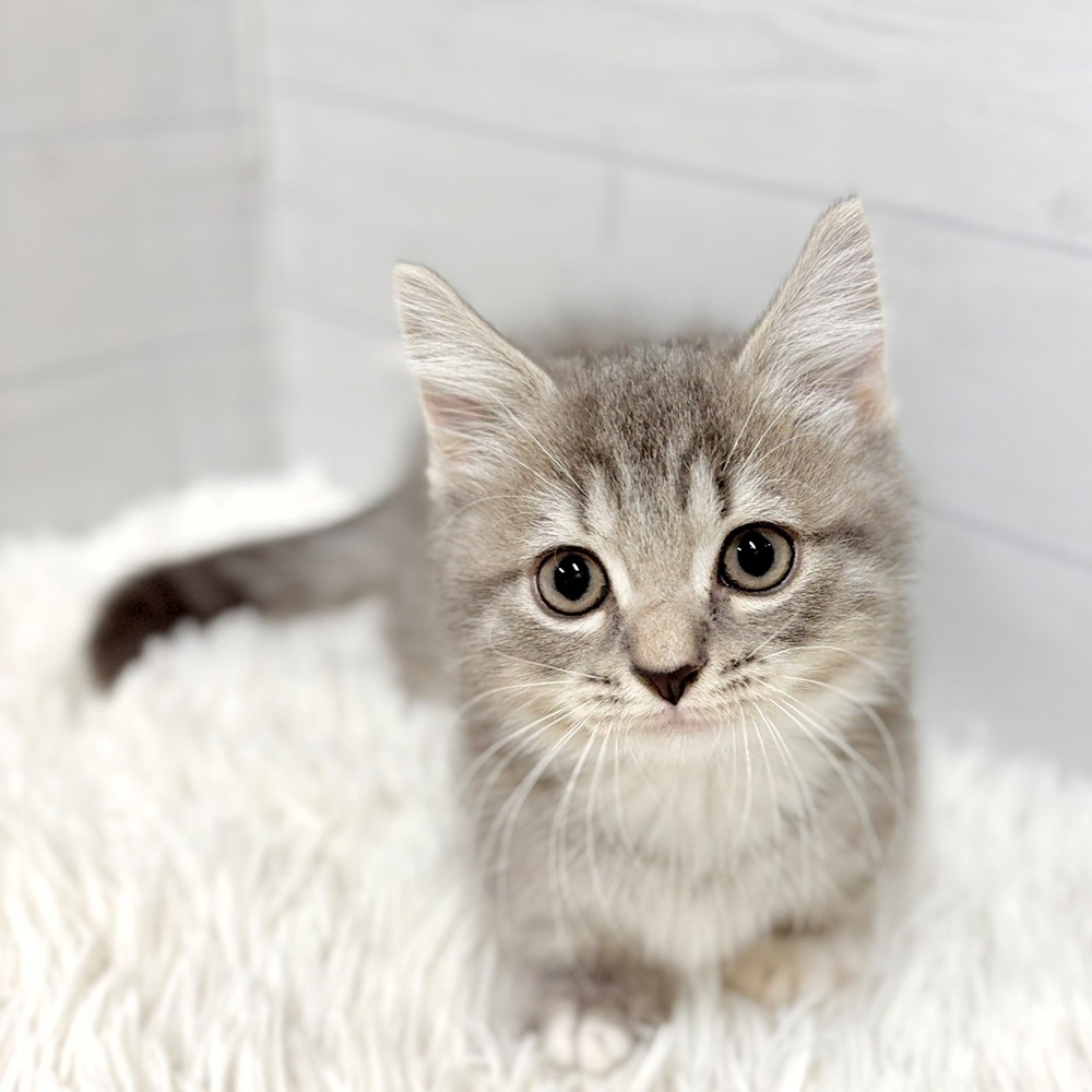 愛知県のマンチカン (犬の家＆猫の里豊田店/2026年6月12日生まれ/男の子/ブルーシルバータビーホワイト)の子猫の1枚目の画像