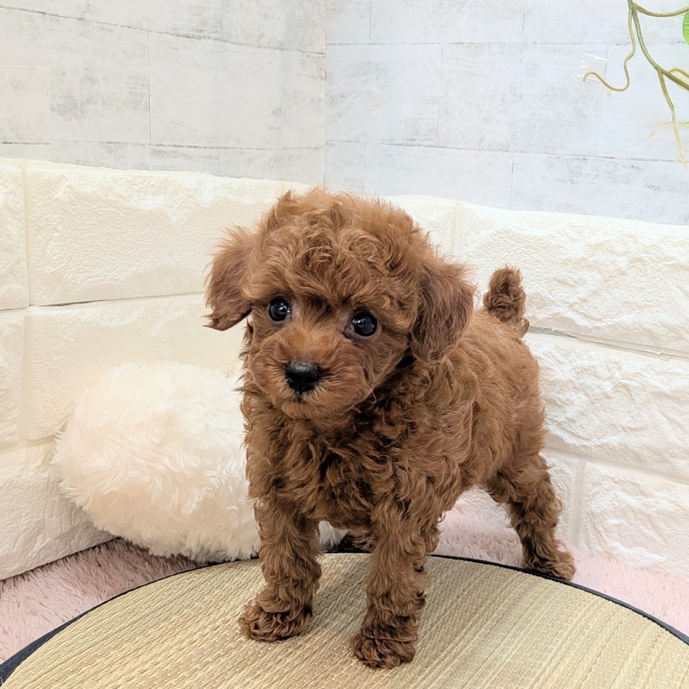 静岡県のトイプードル(トイ) (犬の家＆猫の里プレ葉ウォーク浜北店/2026年6月20日生まれ/男の子/レッド)の子犬の1枚目の画像