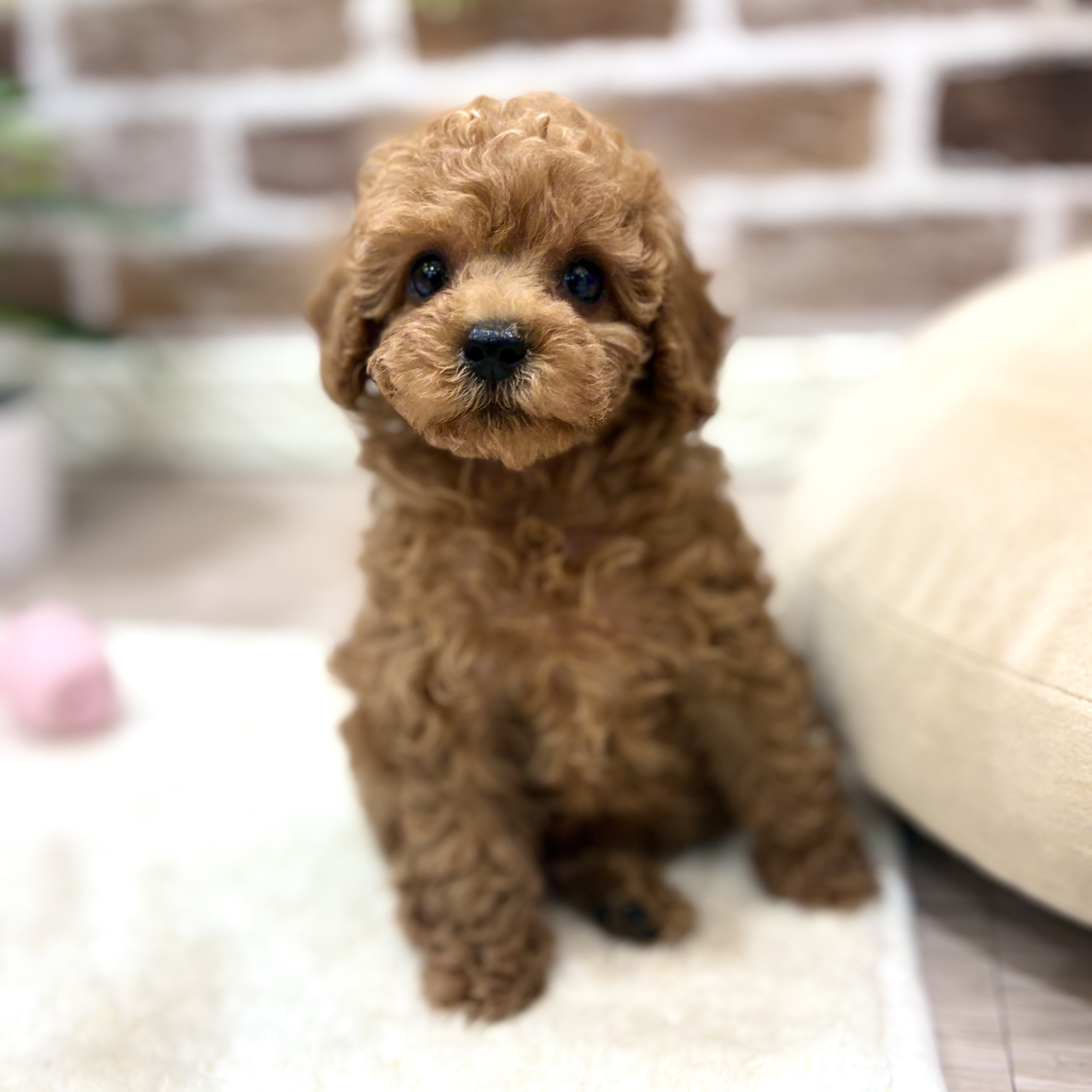 生体画像６