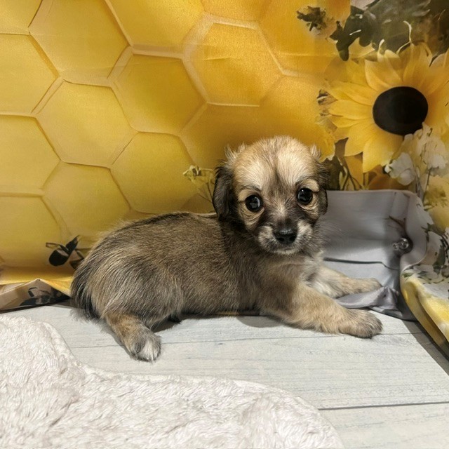 ハーフ犬女の子の写真