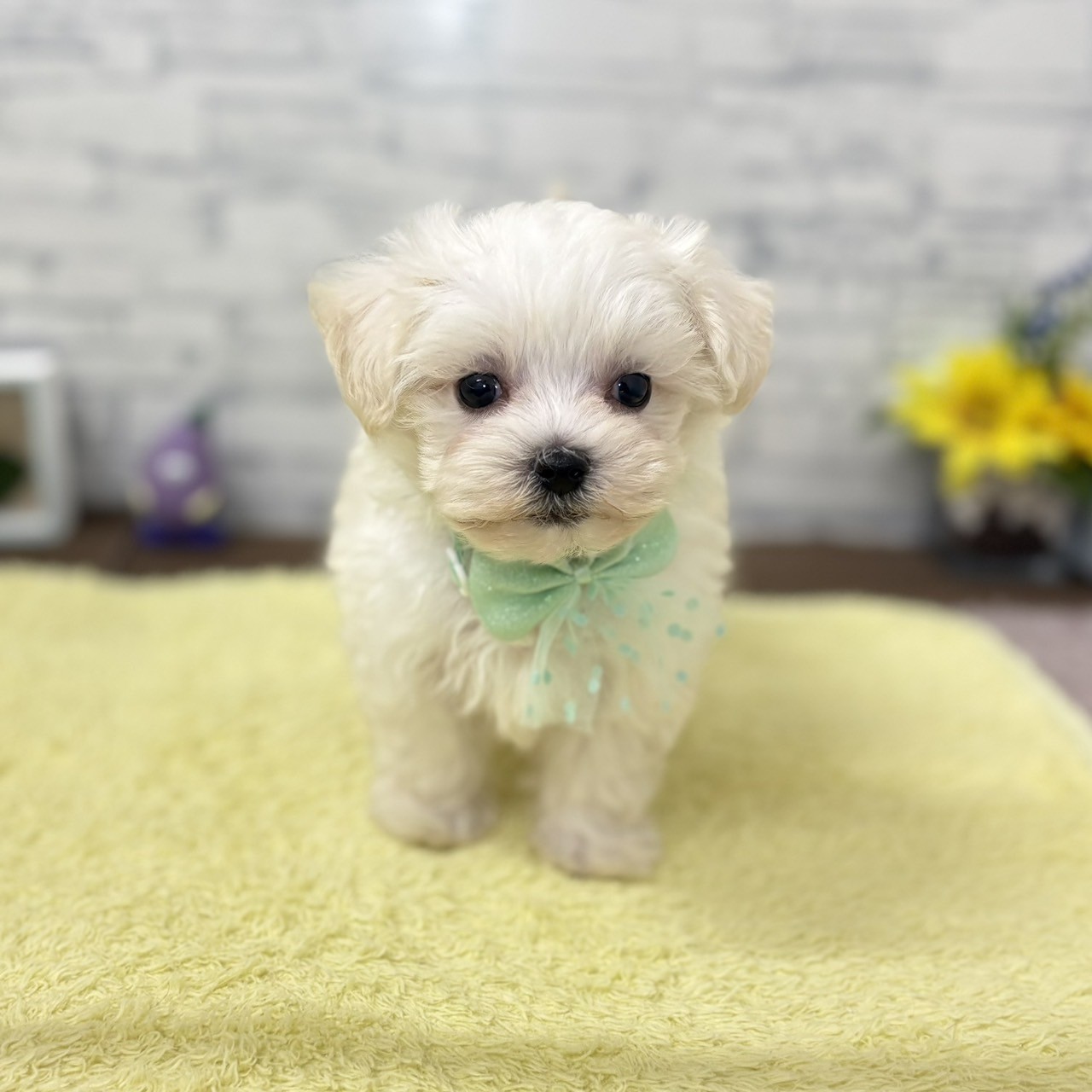長野県のハーフ犬・ミックス犬 (犬の家＆猫の里長野店/2026年6月18日生まれ/男の子/ホワイト)の子犬の1枚目の画像