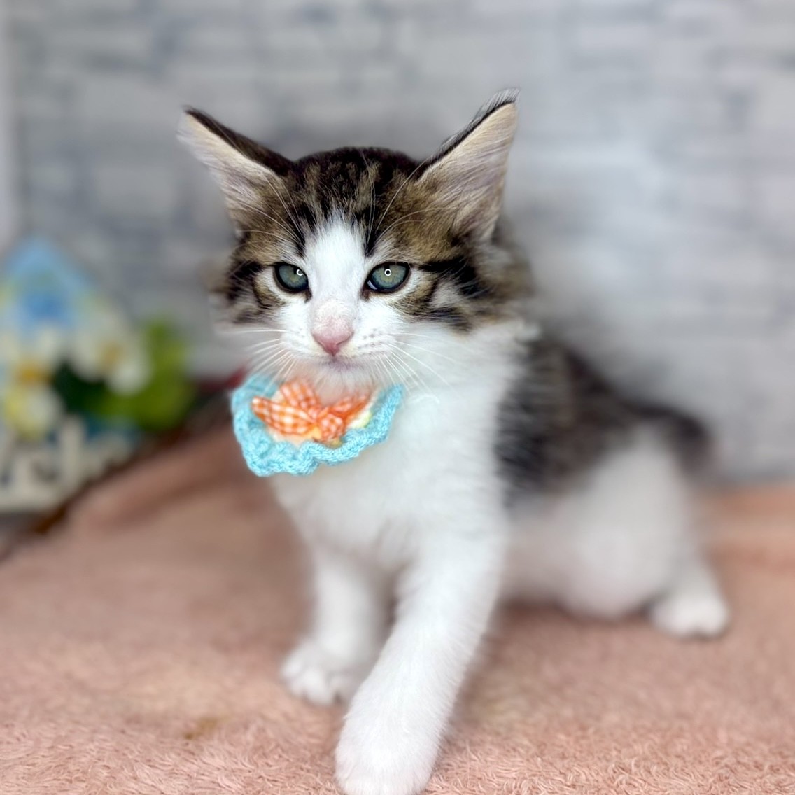 長野県のノルウェージャンフォレストキャット (犬の家＆猫の里長野店/2026年6月27日生まれ/男の子/ブラウンタビーホワイト)の子猫の1枚目の画像