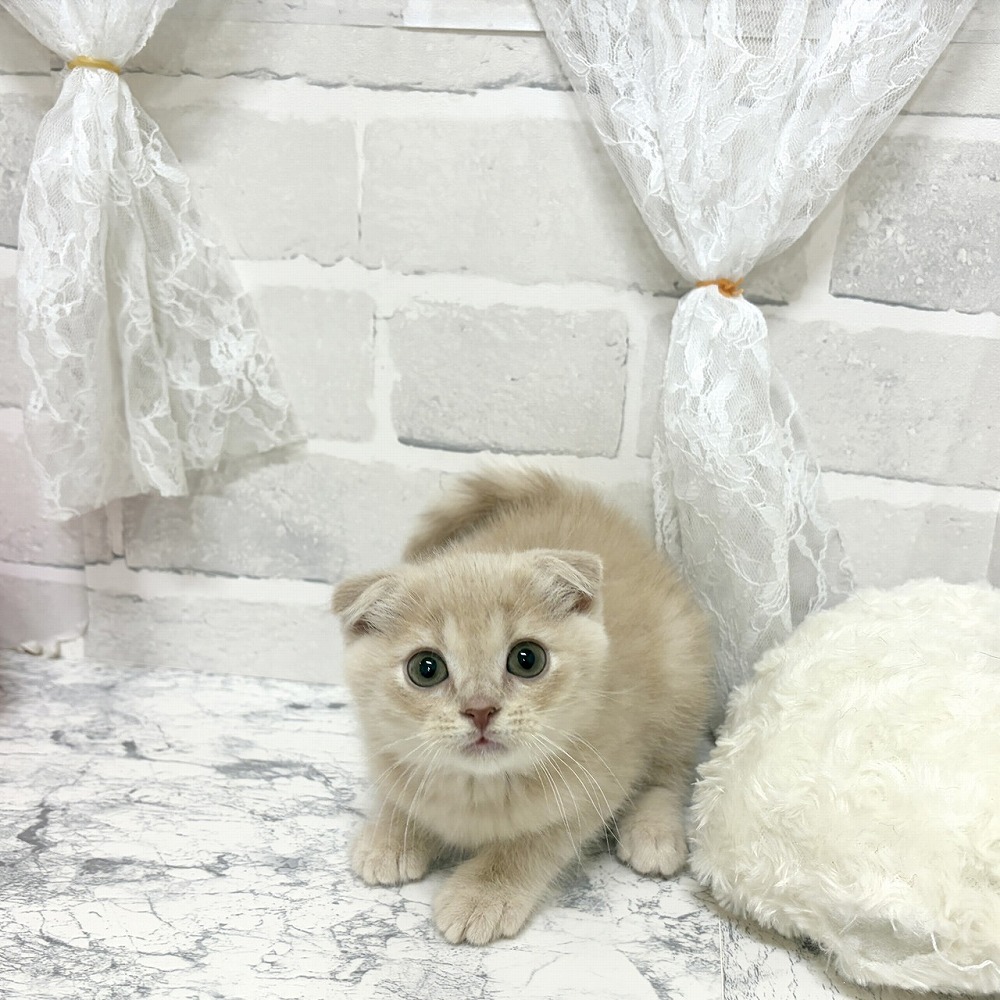生体画像6