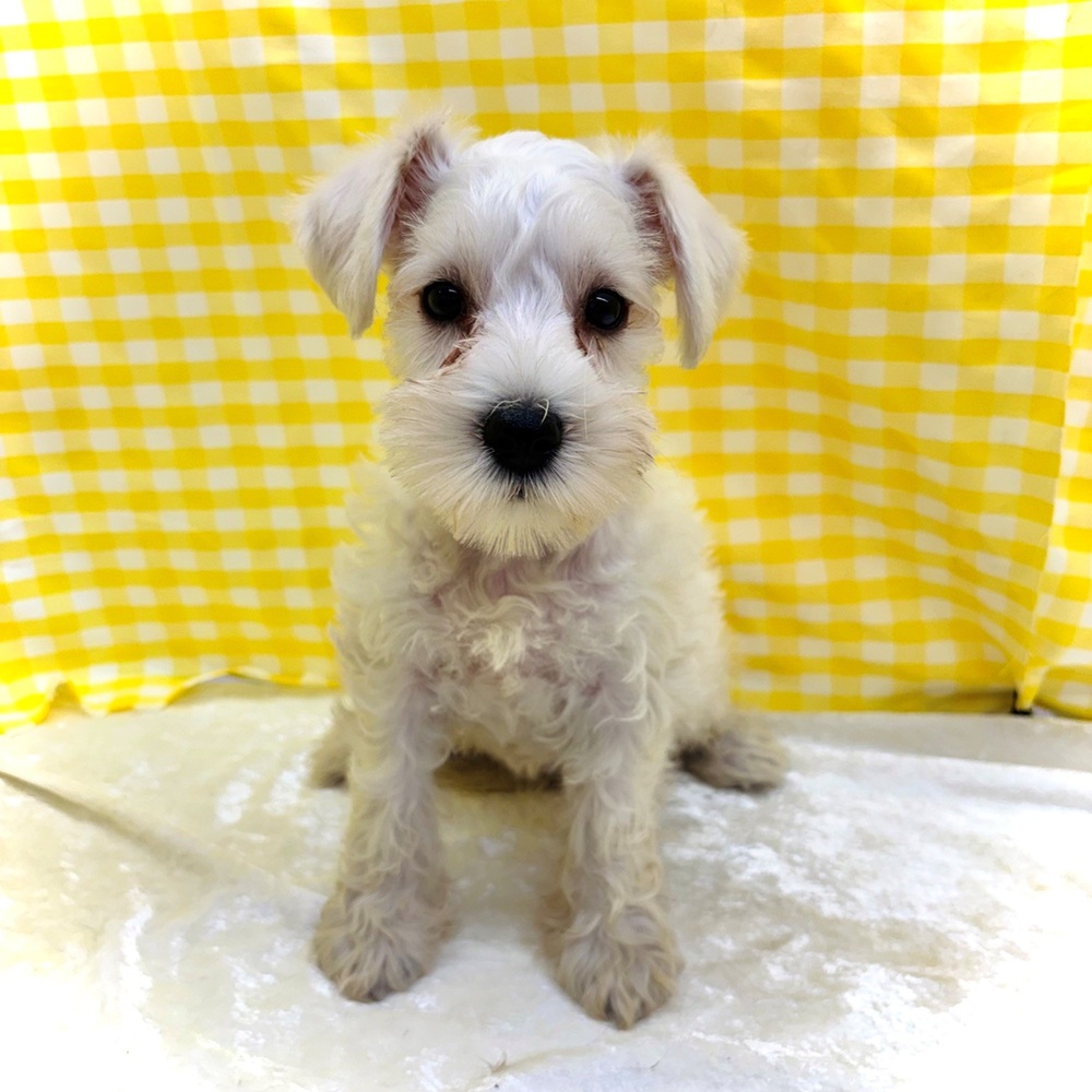愛知県のミニチュアシュナウザー (犬の家＆猫の里名古屋天白店/2026年6月28日生まれ/女の子/ホワイト)の子犬の1枚目の画像