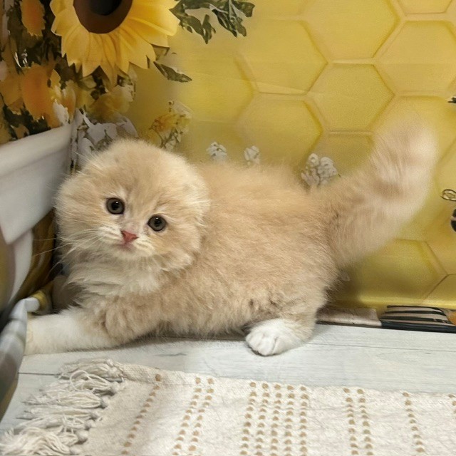 福岡県のスコティッシュフォールド (犬の家＆猫の里トリアス久山店/2026年6月27日生まれ/男の子/クリームタビーホワイト)の子猫の1枚目の画像