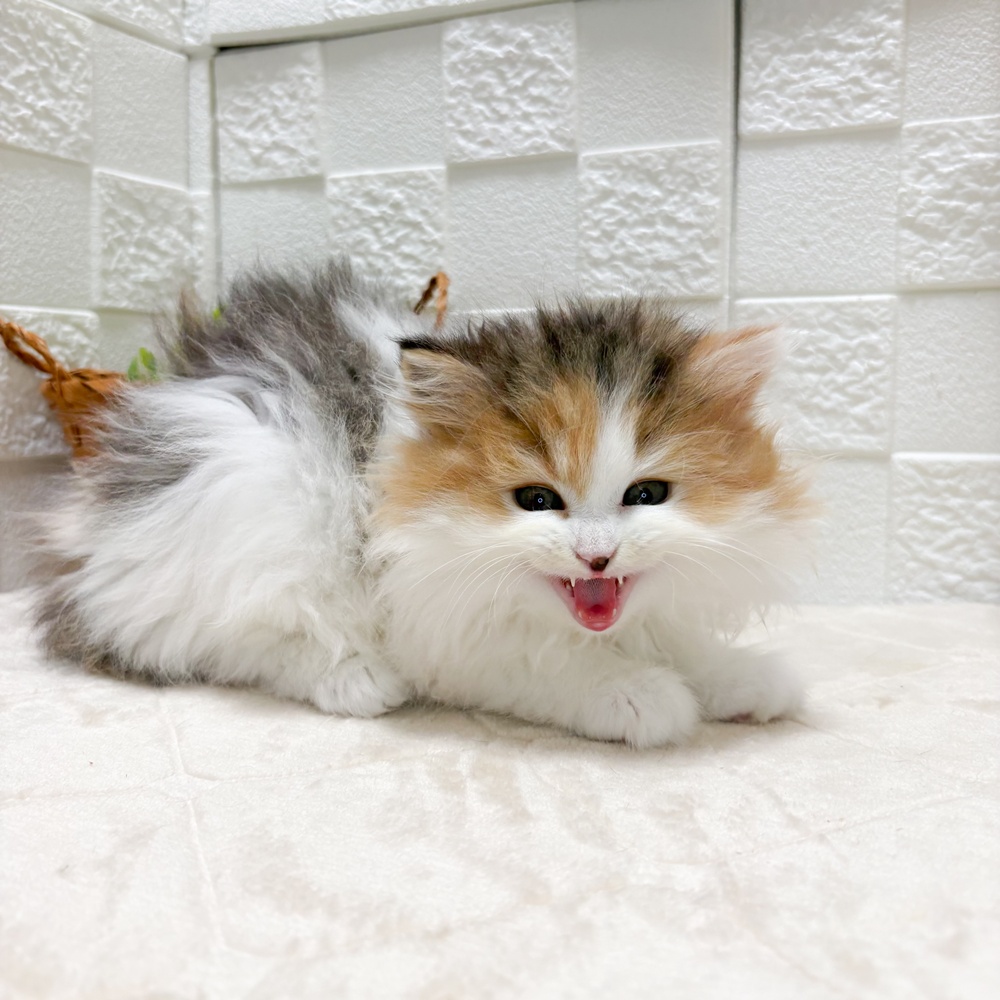 生体画像６