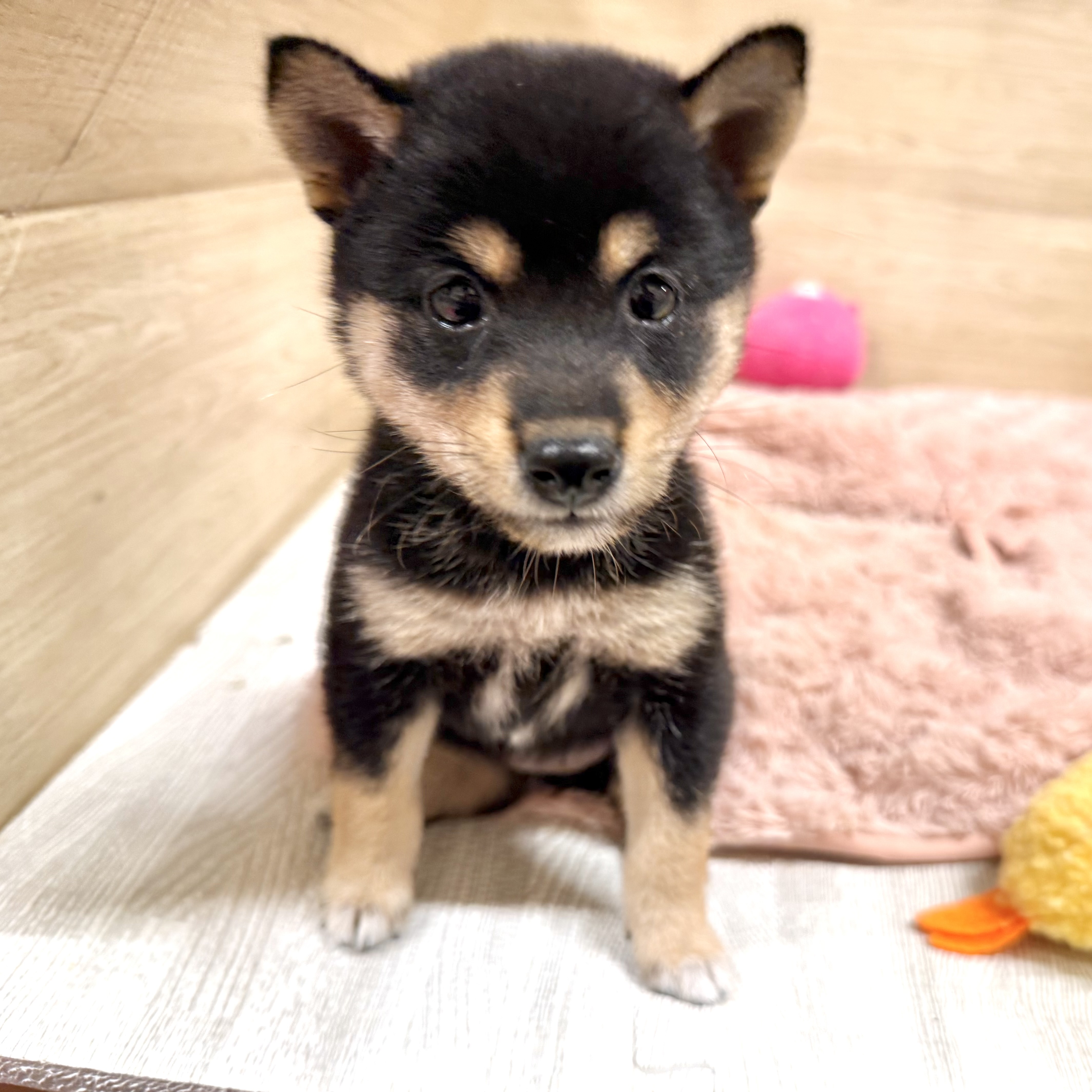 大阪府の豆柴 (犬の家＆猫の里そよら東岸和田店/2026年6月22日生まれ/女の子/黒)の子犬の1枚目の画像