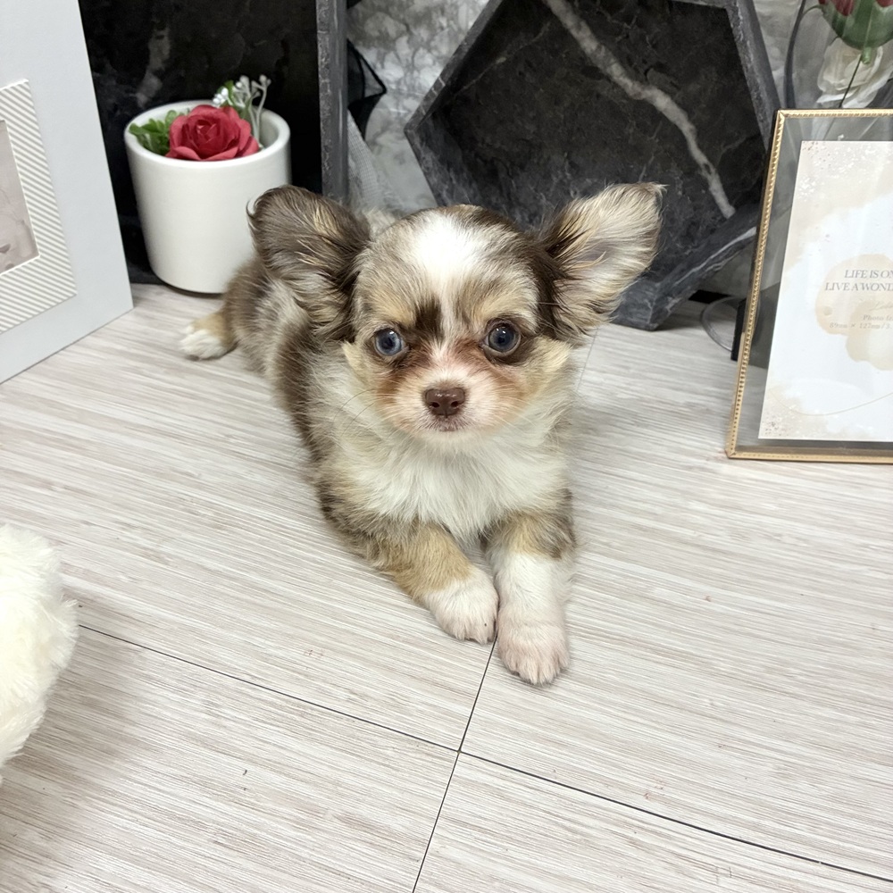 生体画像６