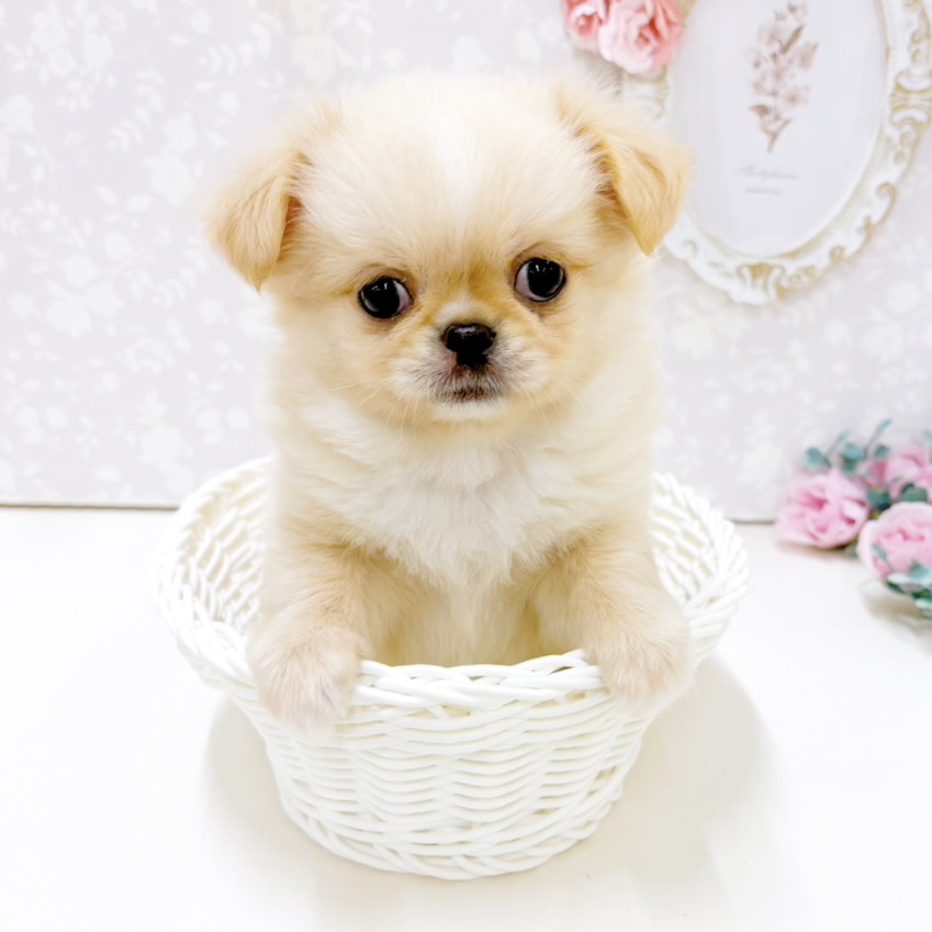 生体画像６