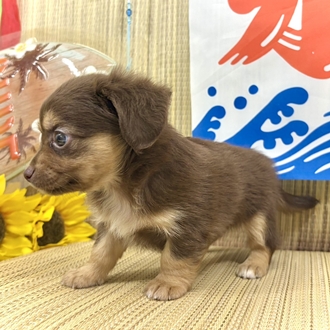 生体画像６