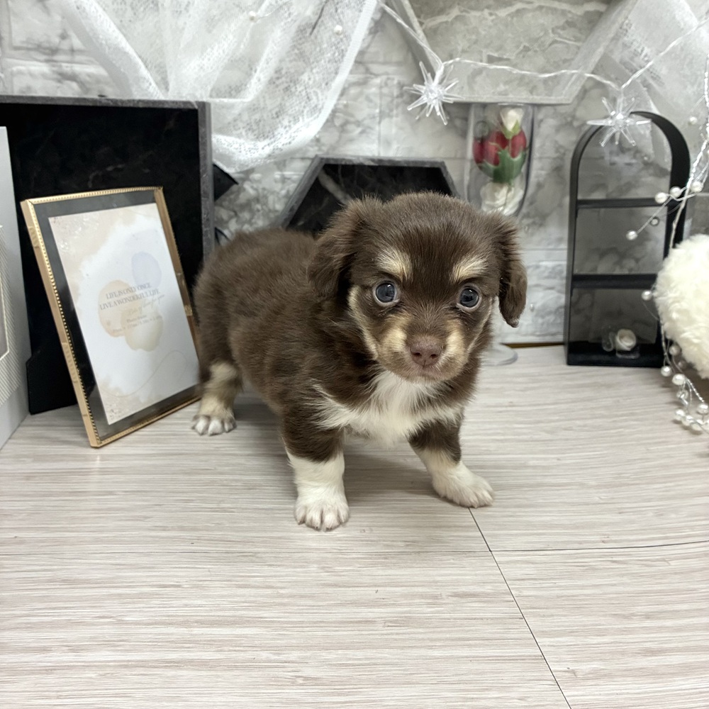 千葉県のチワックス(チワワ×ダックス) (犬の家＆猫の里ワンズモール稲毛店/2026年7月6日生まれ/女の子/チョコレートタン)の子犬の1枚目の画像